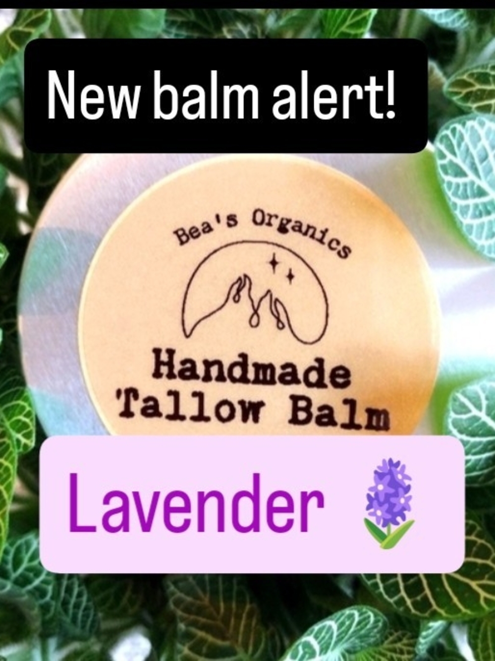 New! Organic Lavender Tallow Balm - Cream Moisturizer